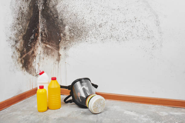 Best Commercial Mold Removal  in Traer, IA