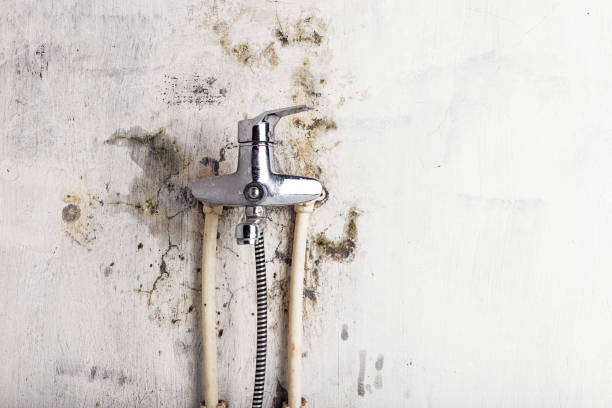 Best Professional Mold Removal  in Traer, IA