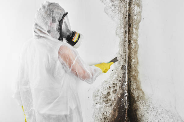 Certified Mold Removal in Traer, IA