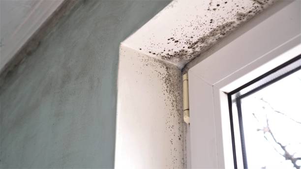 Best Residential Mold Removal  in Traer, IA